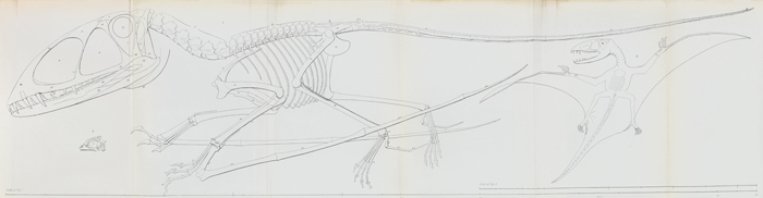 Dimorphodon reconstruction
